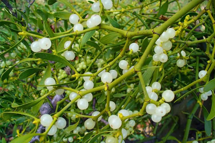 health benefits of mistletoe: lower blood pressure