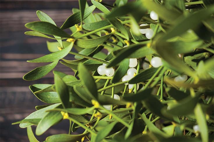 health benefits of mistletoe: relax your muscles